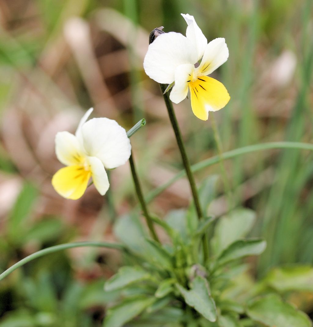 Viola tricolor / Viola del pensiero